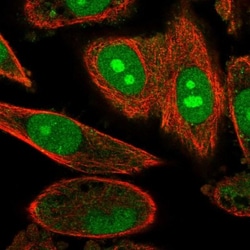 alpha Endosulfine Antibody, Novus Biologicals 0.1mL; Unlabeled:Antibodies,